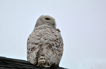 Snowy Owl