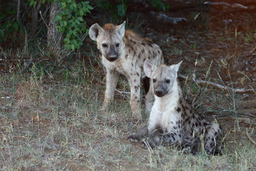 Obraz premium Tüpfelhyäne / Spotted Hyaena / Crocuta crocuta.
