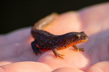 Farbenprächtiger Bergmolch in der Obhut von Kinderhänden an seinem Heimatgewässer