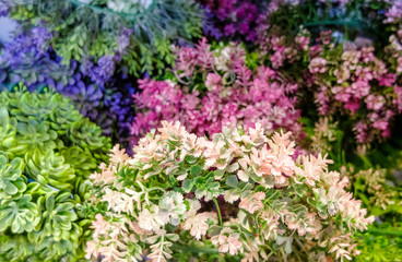Obraz premium Creative idea for background. colorful plants with small leaves close up