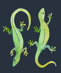 watercolor illustration of two green geckos on dark background 