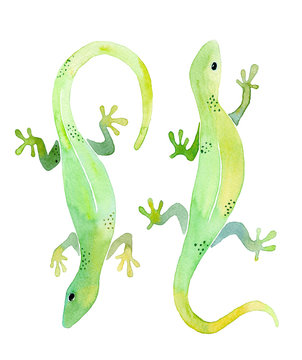 watercolor illustration of two green geckos on white background isolated