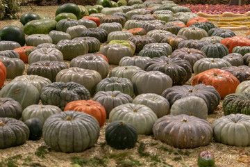 Assortment of varieties of pumpkins laying flat.