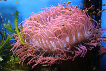 Naklejka na ściany i meble Baby fish in a sea anemone under water in aquarium