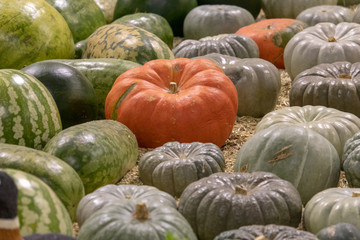 Assortment of varieties of pumpkins laying flat.