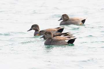 Fototapeta premium オカヨシガモ(Gadwall)
