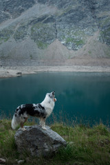 Australian Shepherd in nature by the lake. Traveling with a dog in the mountains. Pet Adventure in Italy