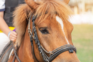 Close up face of race horse with bridle and hood in race course
