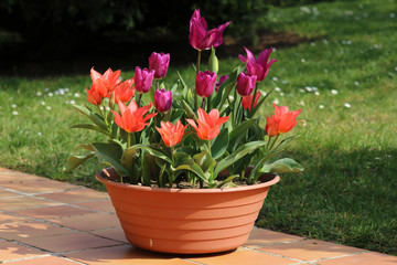 Pot de Tulipes