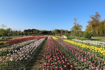 馬見丘陵公園のチューリップ畑
