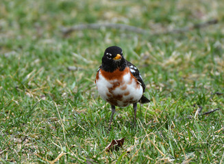 Leucistic Robin