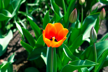 Naklejka premium Blooming red-orange tulip. Beautiful tulip with colorful bud