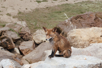Red fox