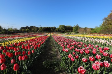 馬見丘陵公園のチューリップ畑