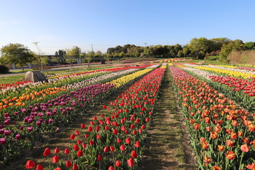 馬見丘陵公園のチューリップ畑