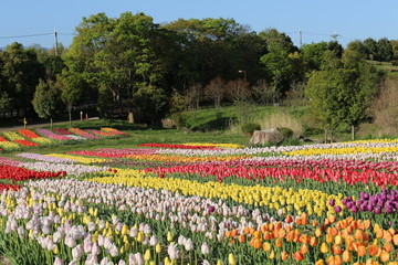 馬見丘陵公園のチューリップ畑