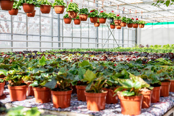 Fototapeta na wymiar Greenhouse, cultivation of plants and flowers