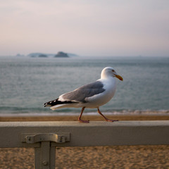bird