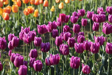 馬見丘陵公園のチューリップ畑
