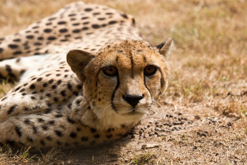 Gepard (Acinonyx jubatus)