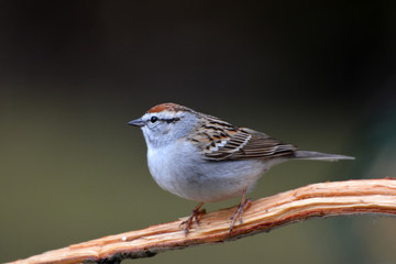 Chipping Sparrow