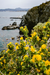 Yellow flowers with coast and rocky landscape background on a cloudy summer day.