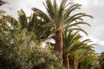 Fototapeta na wymiar side view of palm tree promenade exotic plants holiday concept
