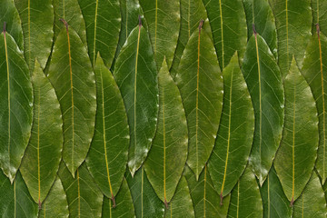 fungus on grass , lepiota  the parasol mushroom ,  macrolepiota procera , background