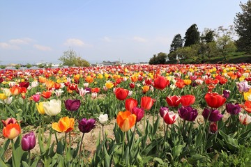 馬見丘陵公園のチューリップ畑