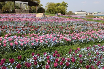 馬見丘陵公園のチューリップ畑