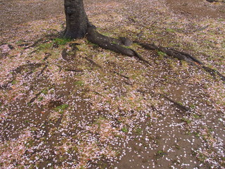 雨の日の桜の花びら散った公園風景