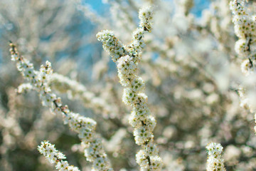 branch of a tree in spring