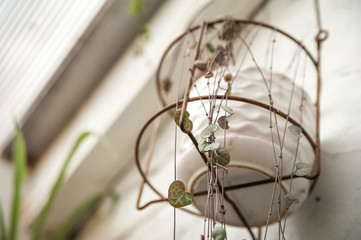 Ceropegia woodii. Urban jungle. Winter garden with plants, flowers. Garden in the house, transplanting potted plants
