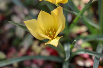 Fototapeta premium 京都ぶらり、街で見つけた春の花