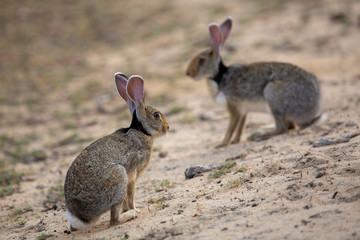 rabbit in the field