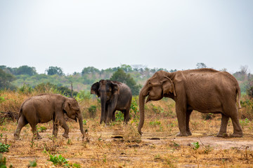 Fototapeta premium Elephant1