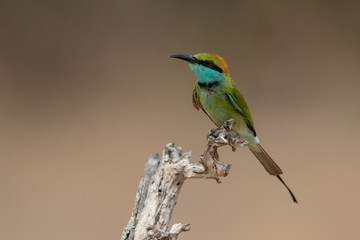 Bee-eater7