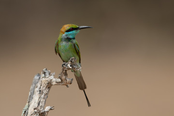 Bee-eater6