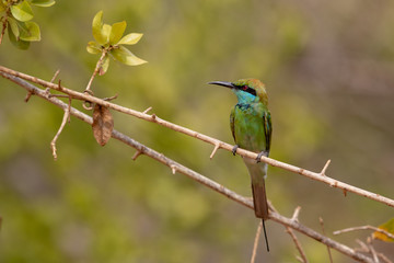 Bee-eater5