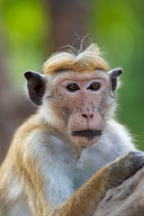 Affe2
