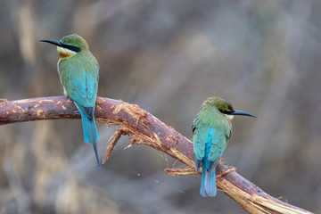 Bee-eater4