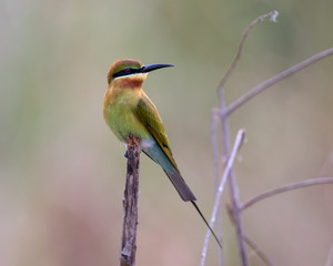 Bee-eater3