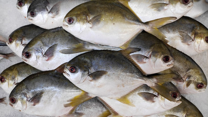 Fresh raw uncooked Golden Pomfret fishes on ice