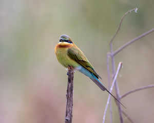 Fototapeta premium Bee-eater2