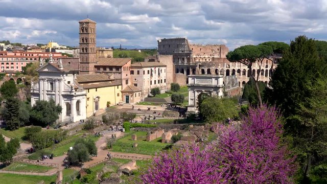 The roman forum with purple flowers during spring time. Rome, Italy.
