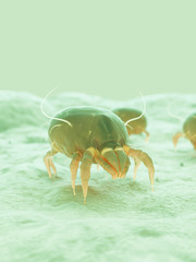 3d rendered illustration of a house dust mite
