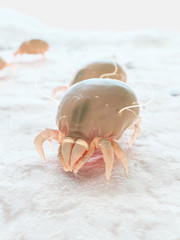 3d rendered illustration of a house dust mite