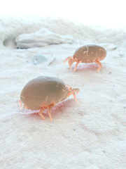 3d rendered illustration of a house dust mite