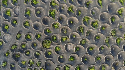 lanzarote tenerife agriculture aerial shot