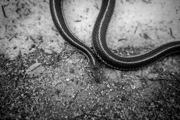 Foto op Aluminium cold snake © Jef